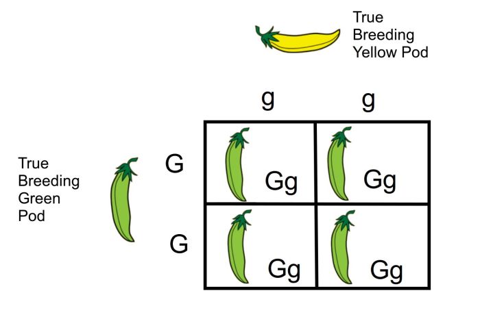 Consider pea plants with the genotypes