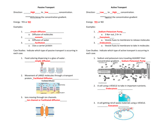 Amoeba sisters traveling molecules answer key