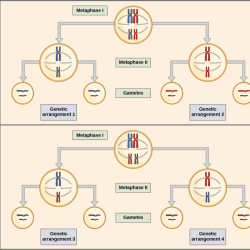 Gametes determine parent possible