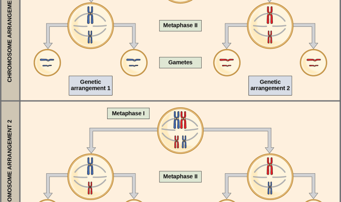 Gametes determine parent possible