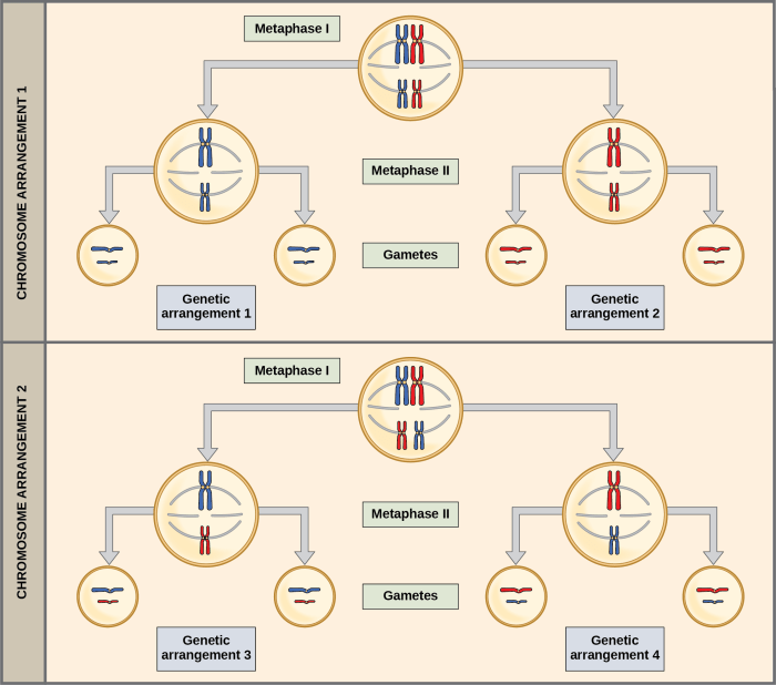 Gametes determine parent possible