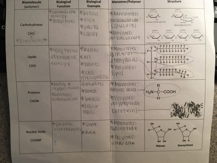 Amoeba sisters traveling molecules answer key