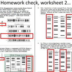 Dna fingerprinting and paternity worksheet