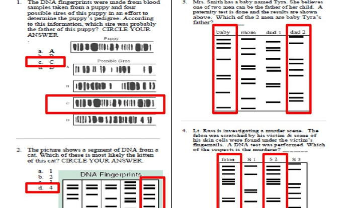 Dna fingerprinting and paternity worksheet