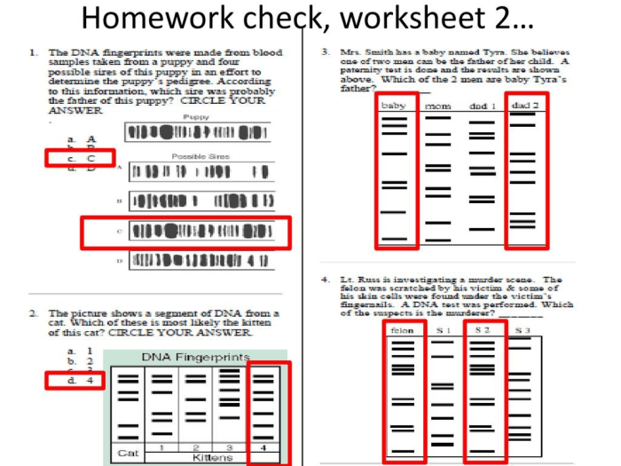 Dna fingerprinting and paternity worksheet