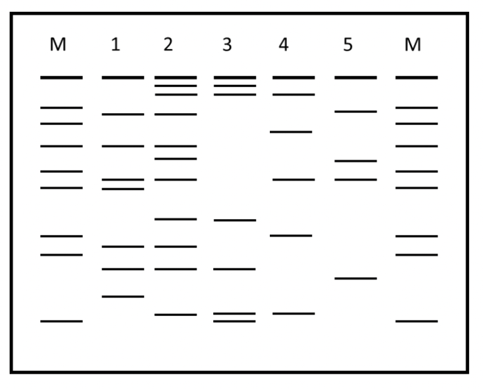 Dna fingerprinting worksheet