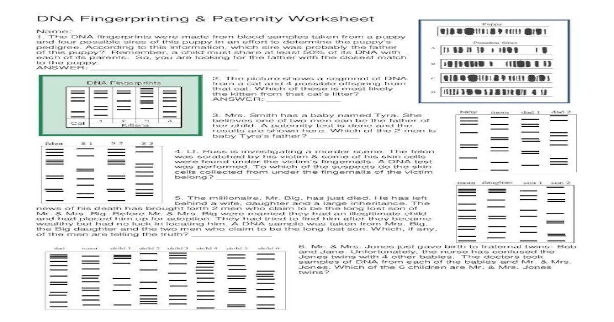 Dna fingerprinting and paternity worksheet